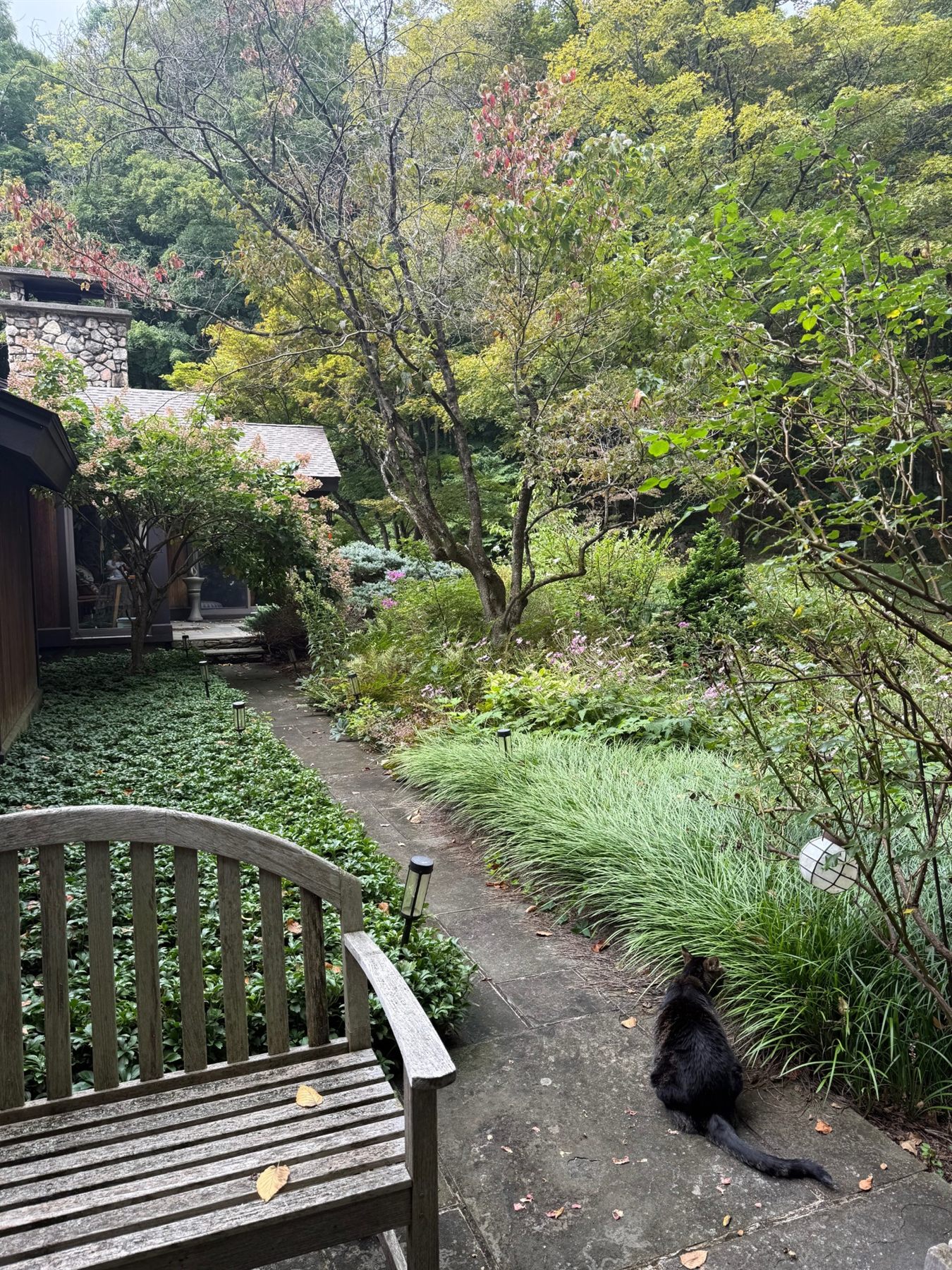The stone garden path beside the house, a teak bench and a black cat sitting in the grass